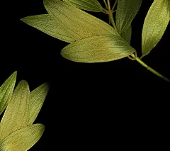 vivo手机自带壁纸（9）