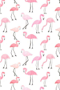 Flamingos | Abby Galloway