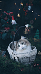 猫咪 猫 幼猫奶猫 猫猫  大猫 可爱 动物 宠物 壁纸
