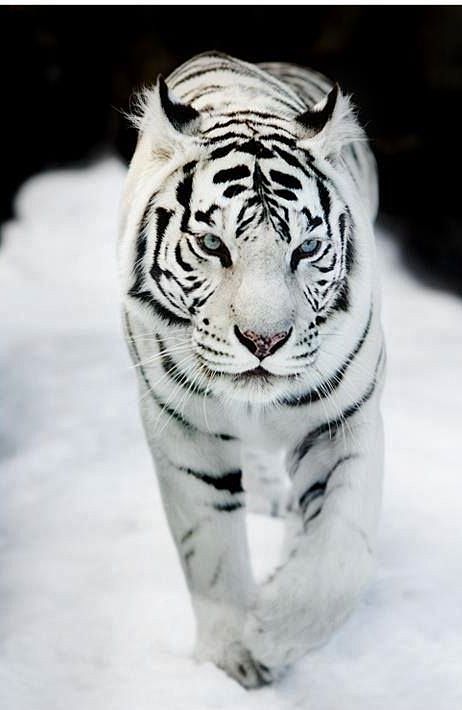 老虎 白色老虎，东北虎，雪地虎