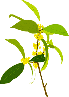 小丑鱼有翅膀采集到花、草、叶子
