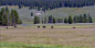 在大草原上吃草的牛 高清实拍视频素材