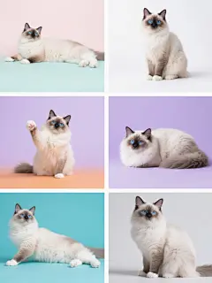 全景式组合构图，六格等大正方形矩阵排列，相同的布偶猫以六种截然不同的优雅姿态定格于纯白背景前：左上为侧躺露腹的慵懒舒展状，右上为前爪交叠的端庄坐姿，左中为单爪轻抬的好奇探索态，右中为蜷缩成毛球的静谧休眠姿，左下为后腿蹬直的拉伸动作，右下为双耳竖起的警觉蹲伏式。每格画面采用不同色调渲染：晨雾粉、薄荷青、薰衣草紫、琥珀橙、湖水蓝与烟灰灰，保持写实摄影风格与柔和光线，突出毛发蓬松质感与蓝色眼眸的灵动光彩，整体构图对称均衡且细节丰富。