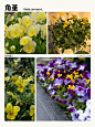 本期更新： #迷迭香#埃弗里斯特苔草#角堇#南非万寿菊#地被植物