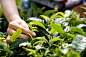 Young Woman Picking Tea, Close-Up of Hand by blue_jean_images on 500px