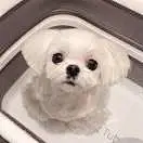 喃茜sy