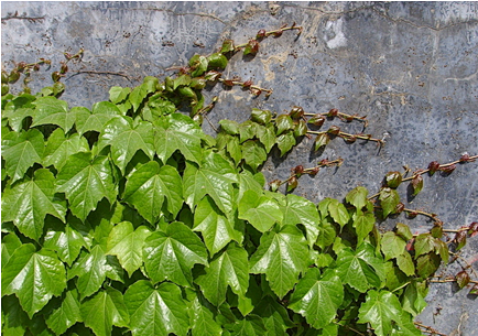 爬山虎
