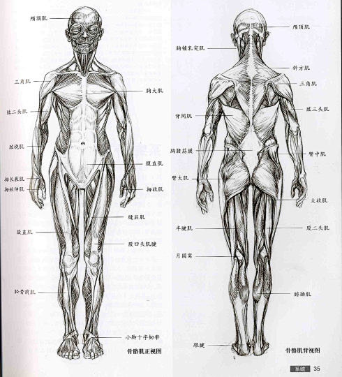 [转载]艺用人体解剖