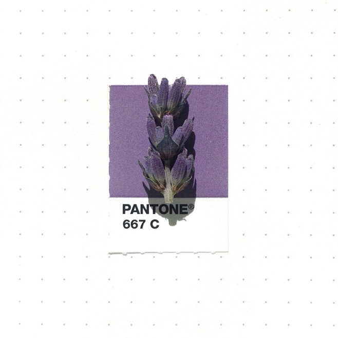 Pantone 667 color ma...