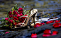 bouquet macro rose petals roses shoes wallpaper (#1888266) / Wallbase.cc