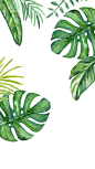 Plants watercolour iPhone wallpaper: 
