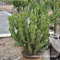 Euphorbia cooperi 琉璃塔