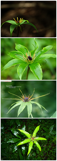 青禅boe采集到D 植物设计—陆地花卉品种