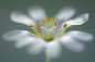 Photograph Stitchwort by Mandy Disher on 500px