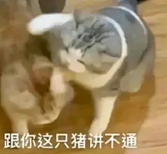 猫猫表情包｜胖罐子胖摔_09