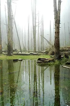 #绘画参考#沼泽/水潭场景素材