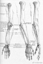 手臂骨骼