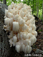 当你漫步森林中，突然发现这一大片蘑菇什么感受?_【360全能看】