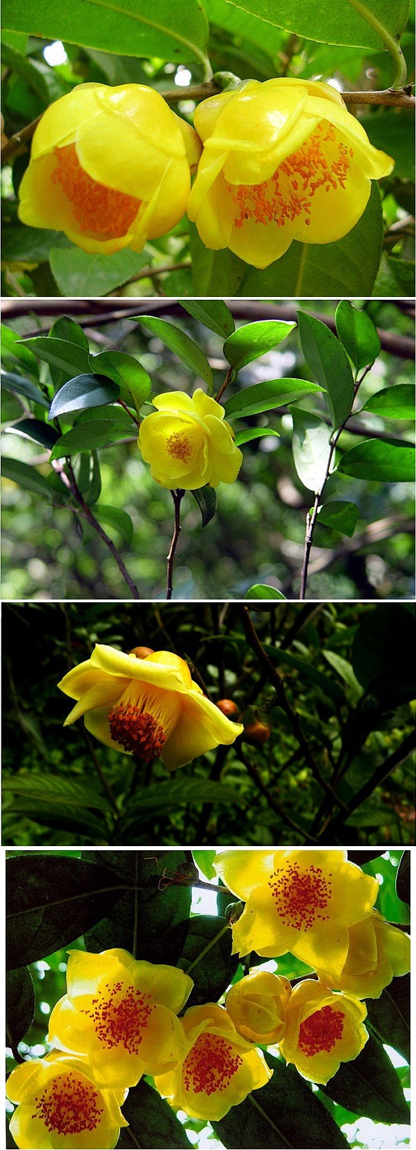 金花茶
花色金黄，多数种具蜡质光泽，晶莹...