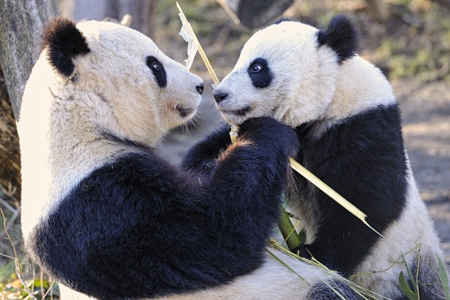 Giant Panda Love