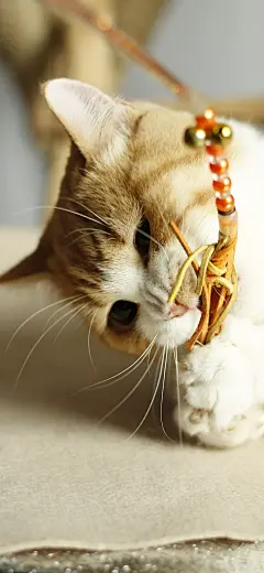 橘猫超清手机壁纸 蜜橘色加白曼基康矮脚短腿猫 苏州夜猫原创拍摄。