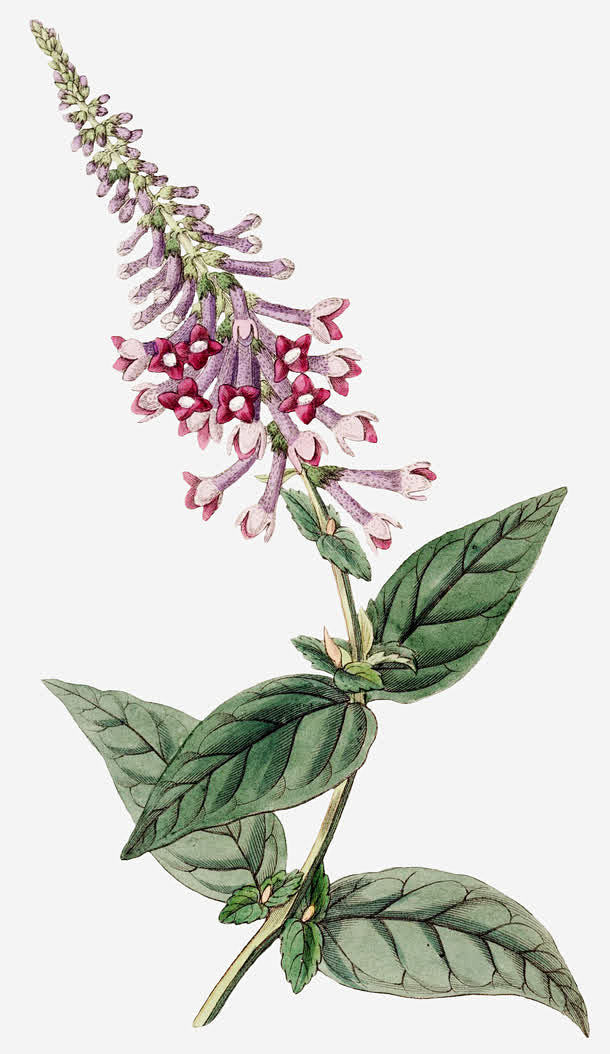 手绘丁香花图谱