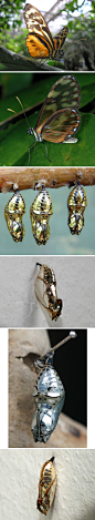 圣歌女神裙绡蝶（英文：Mechanitis polymnia）蛱蝶科，产于墨西哥直到南美的地区，以金灿灿犹如金属铠甲的蛹著称，蛹可以反射周围环境里的图案，就像中世纪的铠甲。