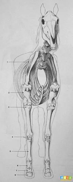 动物和人的结构图集_狂野生灵吧_百度贴吧#!/l/p1