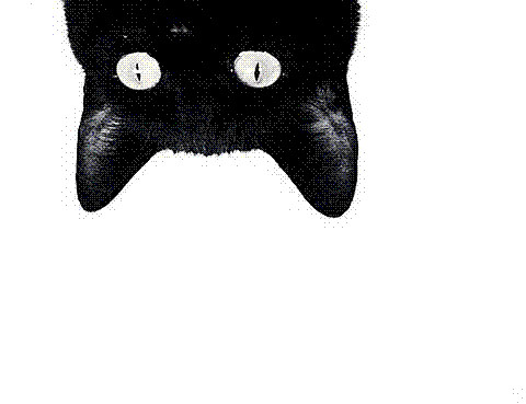 の、黑猫