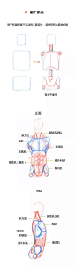 【春哥课堂】人体躯干肌肉到底怎么画？（比例+穿插关系） : 那个有趣的条漫教程又来啦！