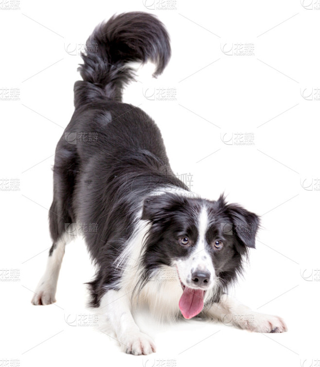 边境牧羊犬,嬉戏的,柯利牧羊犬,动物,动...