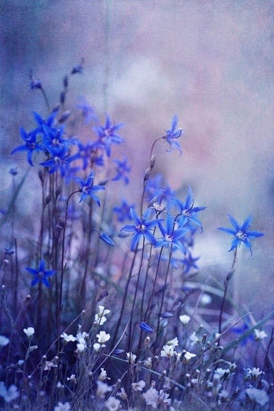 **{<3} Bluebell heav...