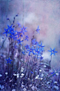 **{<3} Bluebell heaven, Campanula | Florals: Fleur ∙ Flower ∙ Flor