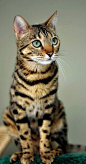 Adorable cute Bengal Cat sitting .... click on picture to see more #喵星人#