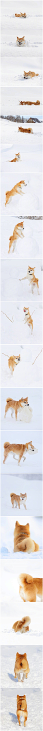 豆柴リリ的冬日写真，玩雪真得敲开心哒～