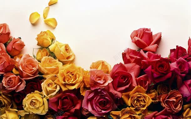 清新玫瑰花背景壁纸高清素材 创意素材