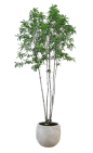 小乔木1