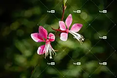 花 自然 蜜蜂 绿色 夏天 Wird 花卉背景 蜂蜜 花壁纸