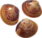 贝壳PNG