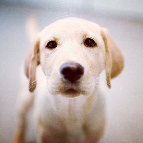 Zoe, Labrador Retrie...