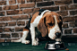 可爱的猎犬狗坐在金属碗附近与宠物食品 