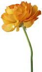 花 png 免抠图素材 - 彼岸桃花 - .