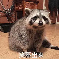 我对浣熊忽高忽低的颜值感到绝望…忍不住做成表情包了，原图我发评论里，你们自己发挥一下
