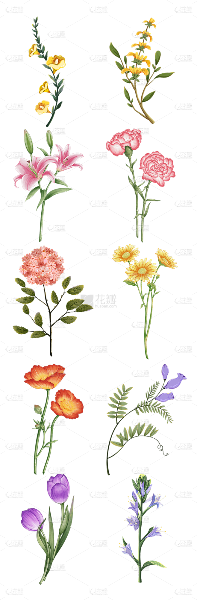 2309SC-素材组合-手绘水彩花朵花卉...