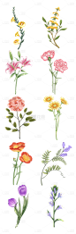 2309SC-素材组合-手绘水彩花朵花卉元素