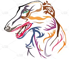 矢量,俄罗斯,绘画插图,多色的,注视镜头,华丽的,纯种犬,背景分离,肖像,灰猎犬