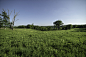 grassland-and-meadow-landscape