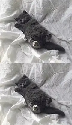 猫咪头像 - 堆糖，美图壁纸兴趣社区
