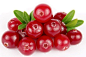 Cranberry is a versatile fruit and its benefits find their place in foods as well as in medicinal products. The Latin name for cranberry plant is Vaccinium macrocarpon and it is one of the native fruit of North America. Cranberry has a tremendous amount o