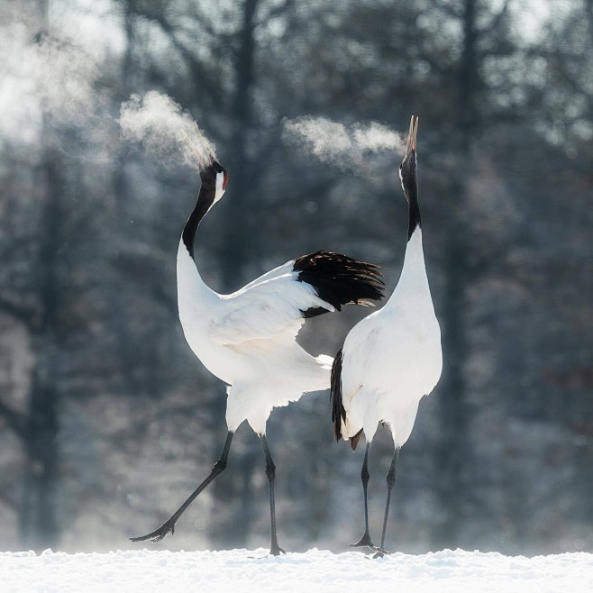 ^ 雪中鹤 ​​​